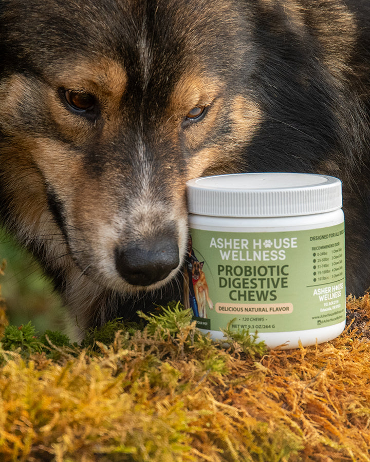Asher House Wellness Probiotic Digestive Chews (120 Chews)